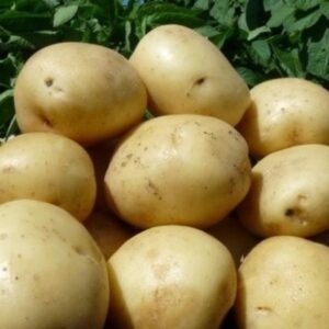 Картошка "Гала"